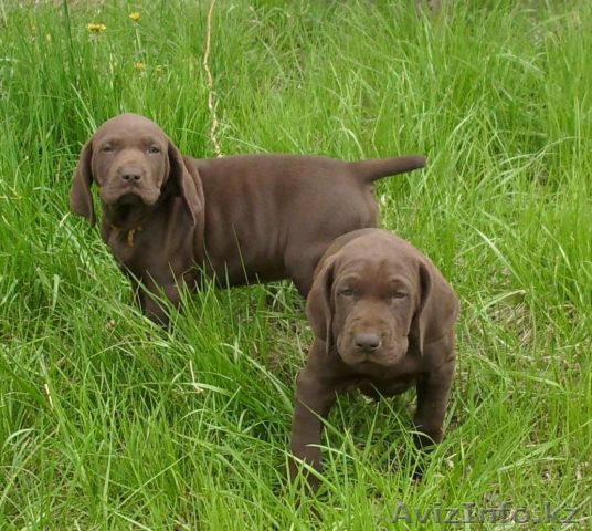 ЩЕНОК KУРЦХААРА - Изображение #1, Объявление #32039