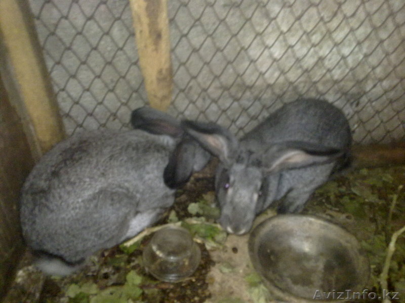 !!! Кролики серые !! Баумана 55 звоните : - Изображение #1, Объявление #73790