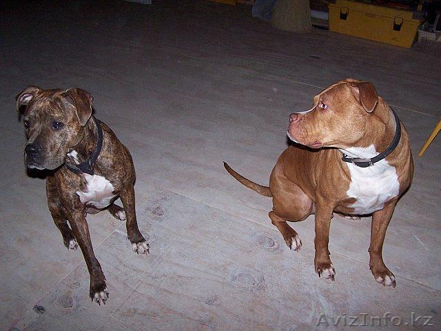 Kulbekov Kuanish - Изображение #1, Объявление #186902