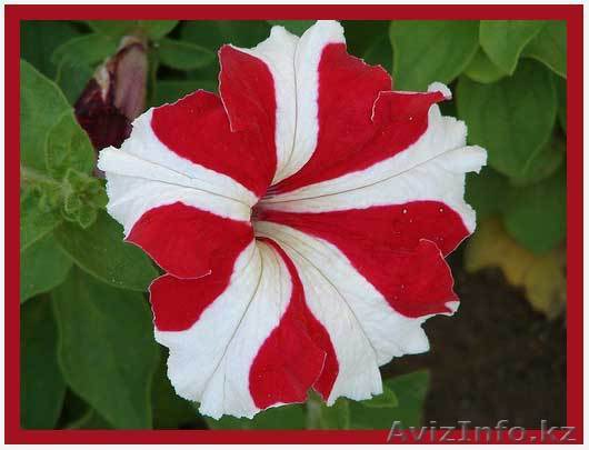 марат  шиналиев 87014161422 - Изображение #1, Объявление #243329