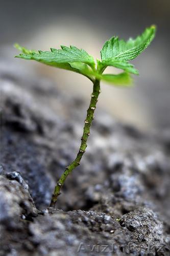 продажа селитры BB - Изображение #1, Объявление #514383