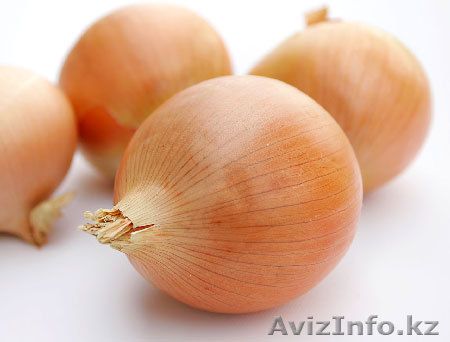 лук репчатый. Сорт Голандский. 100 тонн - Изображение #1, Объявление #511131