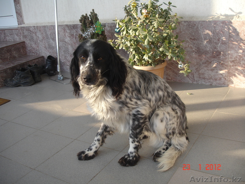 Собака, Английский Спаниель - Изображение #1, Объявление #525353