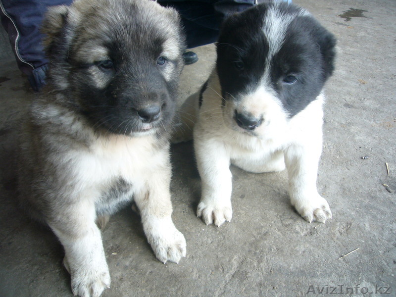           щенки - Изображение #1, Объявление #546757