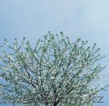 селитра на продажу - Изображение #1, Объявление #569943