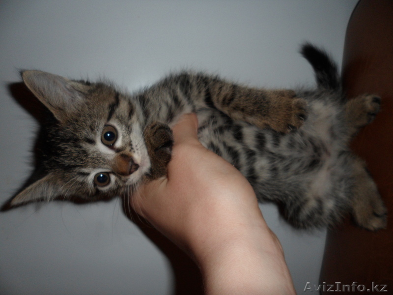 Продам симпатичных котят - Изображение #1, Объявление #886830