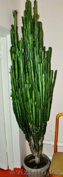 кактус   без названия - Изображение #1, Объявление #909674