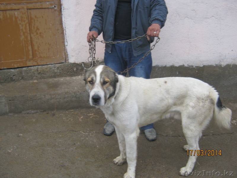 Собака алабай 1,5 года - Изображение #1, Объявление #1058771