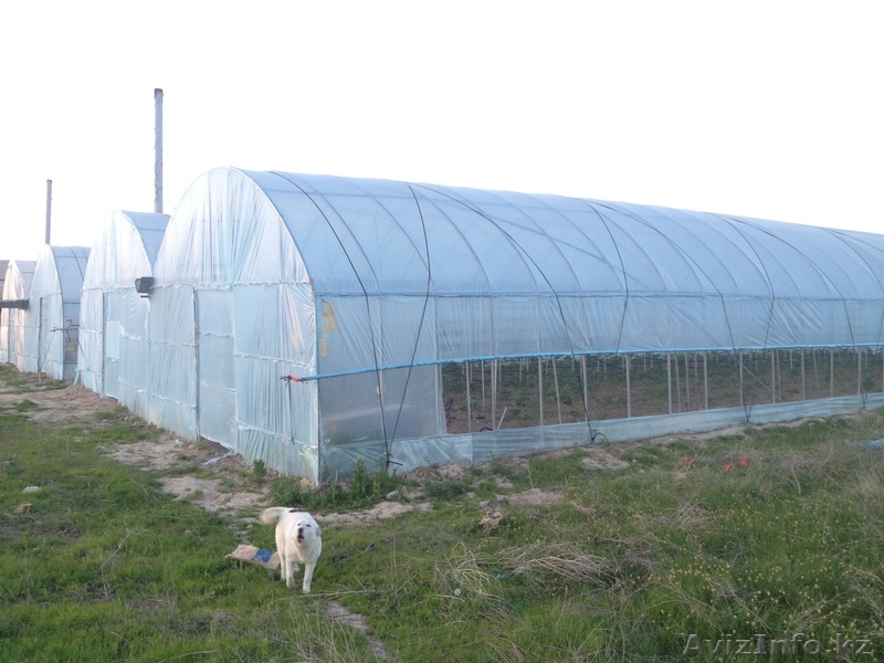теплица продам  - Изображение #1, Объявление #1073070