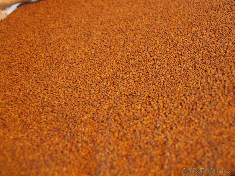 Продажа семена люцерны  и  семена эспарцета.  - Изображение #1, Объявление #1073355