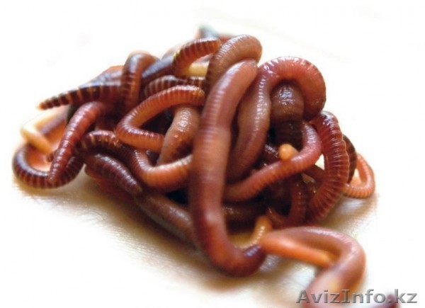 Калифорнийские черви - Изображение #1, Объявление #1166867