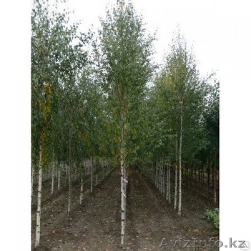 береза елки сосна декоративные деревья - Изображение #1, Объявление #1225809