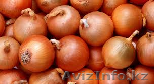 Семена лука Дайтона (DAYTONA F1) - Изображение #1, Объявление #1221447