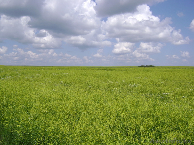 Семена желтого донника - Изображение #1, Объявление #1236369