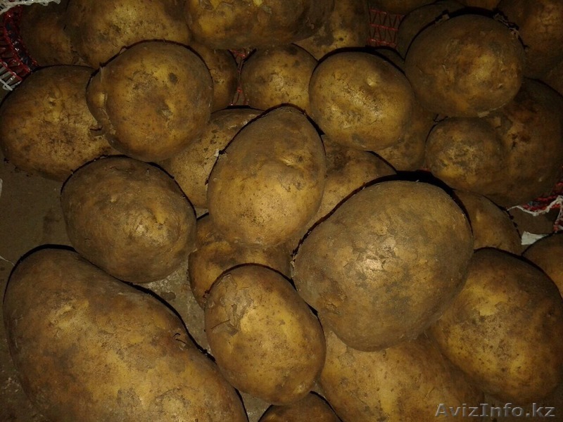 Картофель голландский оптом - Изображение #1, Объявление #1233494