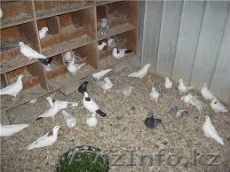 Продам голубей "бакинцеы" - Изображение #1, Объявление #1355145