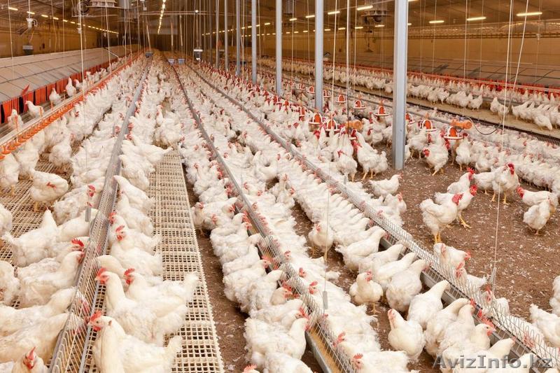 Птицефабрика под ключ в Казахстане - Изображение #1, Объявление #1601215