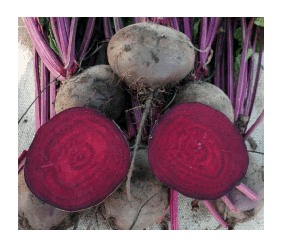 Свекла - Изображение #1, Объявление #1734167