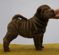 шар-пея щенки различных окрасов от титулованных производителей - Изображение #1, Объявление #50381