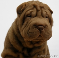 шар-пея щенки различных окрасов от титулованных производителей - Изображение #2, Объявление #50381