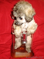 продаются щенки той-пуделя. - Изображение #1, Объявление #174048