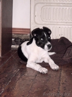 Стафортширский терьер - Изображение #3, Объявление #197828