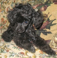 продаются щенки той-пуделя. - Изображение #2, Объявление #174048