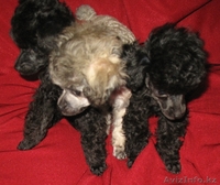 продаются щенки той-пуделя. - Изображение #3, Объявление #174048