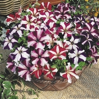 продаю цветы Петунии - Изображение #4, Объявление #189444