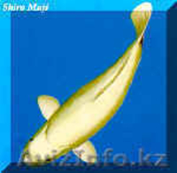 Продажа аквариумных рыб (карп кои) - Изображение #2, Объявление #239093