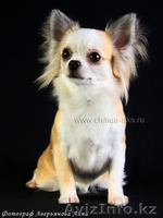  СРОЧНО Продам чихуахуа длинношерстую  - Изображение #3, Объявление #317014