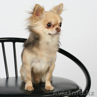  СРОЧНО Продам чихуахуа длинношерстую  - Изображение #2, Объявление #317014