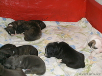 Питбультерьеры щенки - Изображение #2, Объявление #342976