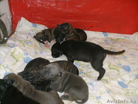 Питбультерьеры щенки - Изображение #1, Объявление #342976