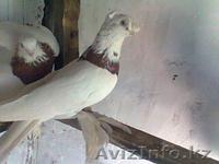 Продажа голубей - Изображение #1, Объявление #435255