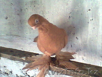 Продажа голубей - Изображение #2, Объявление #435255