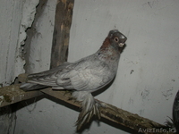 Продам голубей  - Изображение #1, Объявление #456802