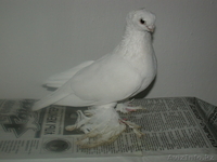 Продам голубей  - Изображение #5, Объявление #456802