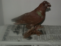 Продам голубей  - Изображение #4, Объявление #456802