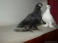 Продам голубей  - Изображение #6, Объявление #456802