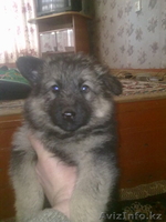 щенки вост-европейской овчарки - Изображение #1, Объявление #521285