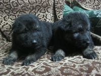 щенки вост-европейской овчарки - Изображение #3, Объявление #521285