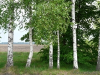 Березы,можжевельники, сосны, голубые ели, елки,кустарники, черенки - Изображение #1, Объявление #604330