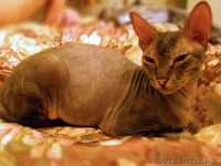 Кошечка Донской Сфинкс - Изображение #1, Объявление #560315