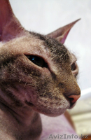 Кошечка Донской Сфинкс - Изображение #2, Объявление #560315