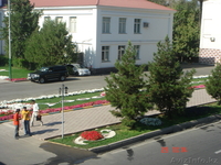 Березы,можжевельники, сосны, голубые ели, елки,кустарники, черенки - Изображение #2, Объявление #604330