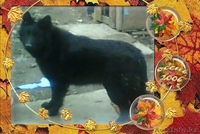  ПРОДАМ ,немецкая овчарка,  - Изображение #1, Объявление #618465