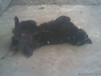  ПРОДАМ ,немецкая овчарка,  - Изображение #2, Объявление #618465