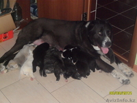 Продам щенков средне азиадской авчарки(Алабай - Изображение #6, Объявление #639814
