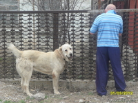 Продам щенков средне азиадской авчарки(Алабай - Изображение #2, Объявление #639814